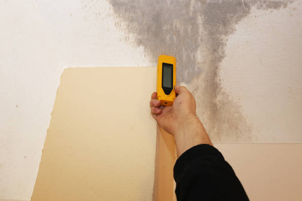 Best Mold Odor Removal Services  in North Babylon, NY